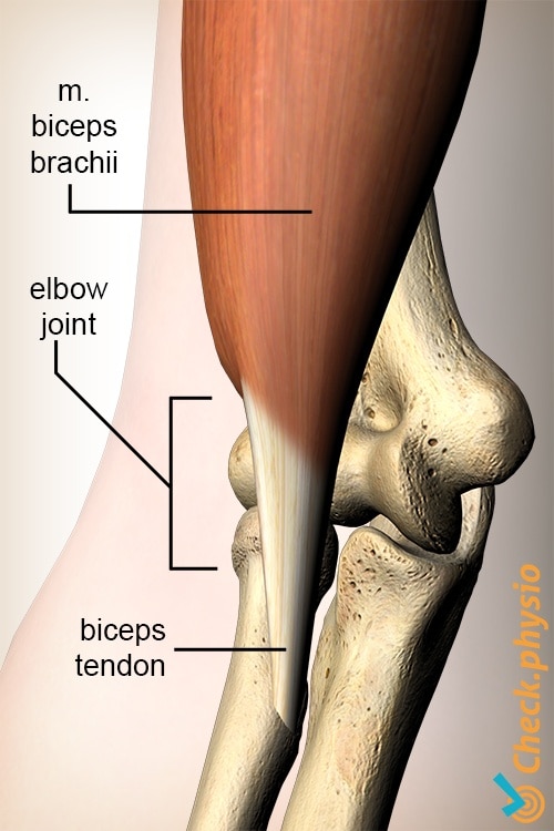 arm distal biceps tendon