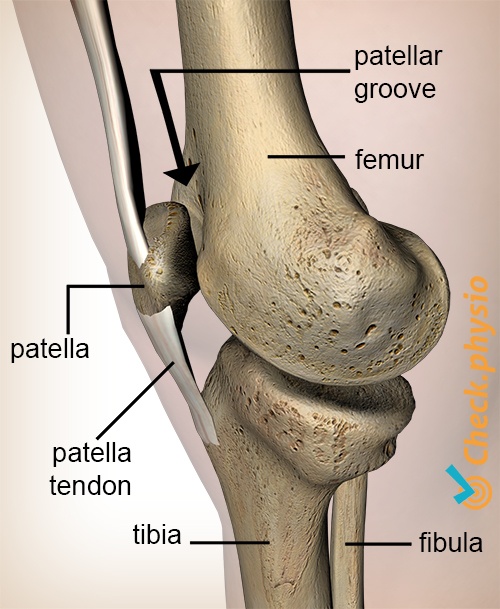 knee facies patellaris femoral groove patella kneecap