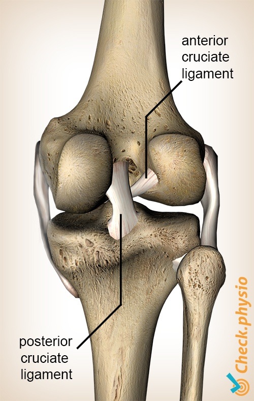 knee anterior posterior cruciate ligament