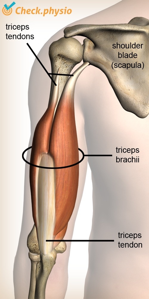 https://www.physiocheck.ca/images/artikelen/14/arm-triceps-muscle-tendon-shoulder-blade-scapula-elbow.jpg