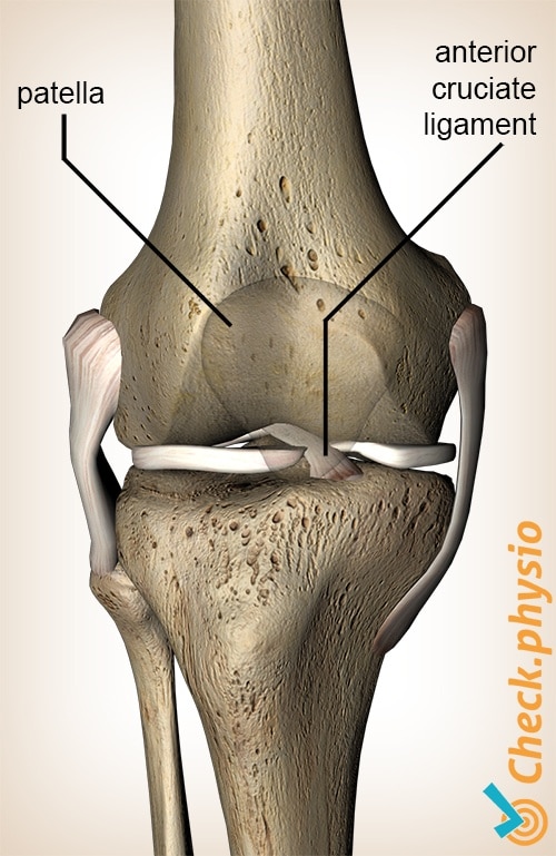 Anterior cruciate ligament injury