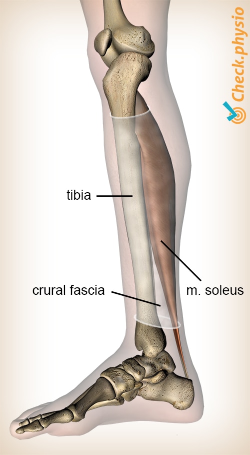 Exercises for Medial Tibial Stress Syndrome (AKA 'Shin Splints') -  RunningPhysio