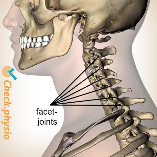 neck facet joints lateral view