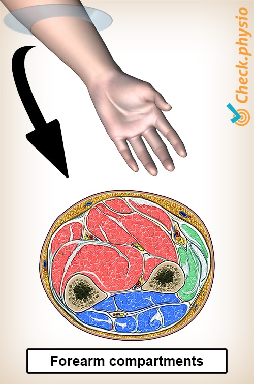 forearm lower arm compartments