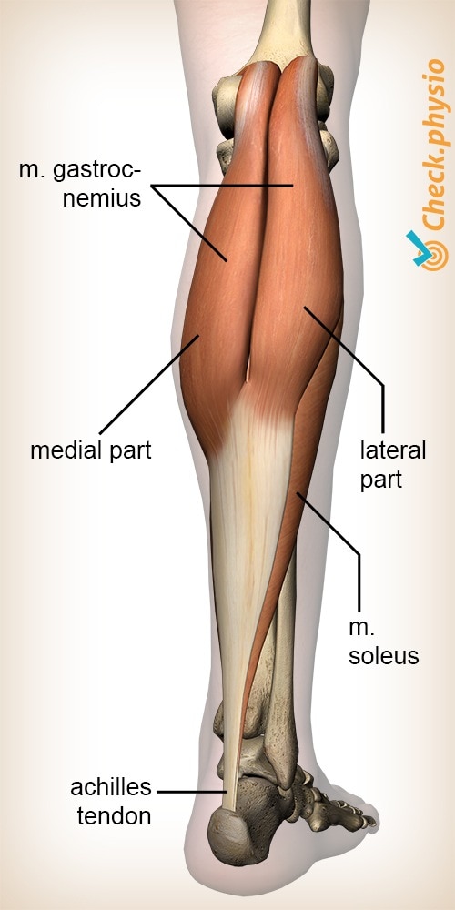 A calf strain can occur in either your gastrocnemius or soleus