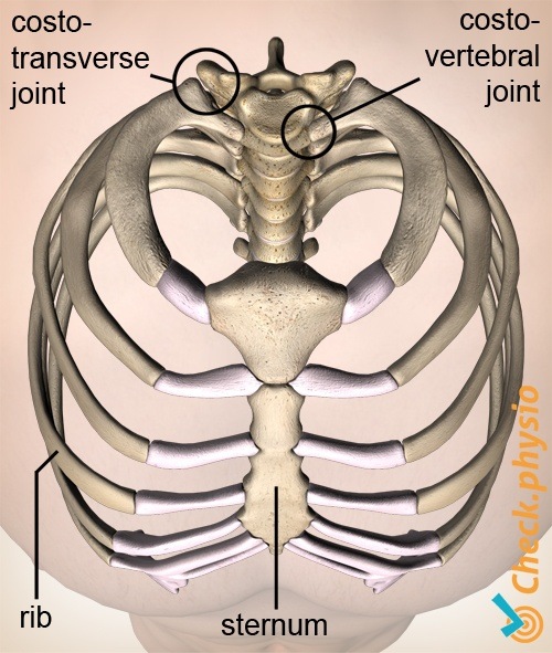 ribs rib-cage top view costotransversal costovertebral joint