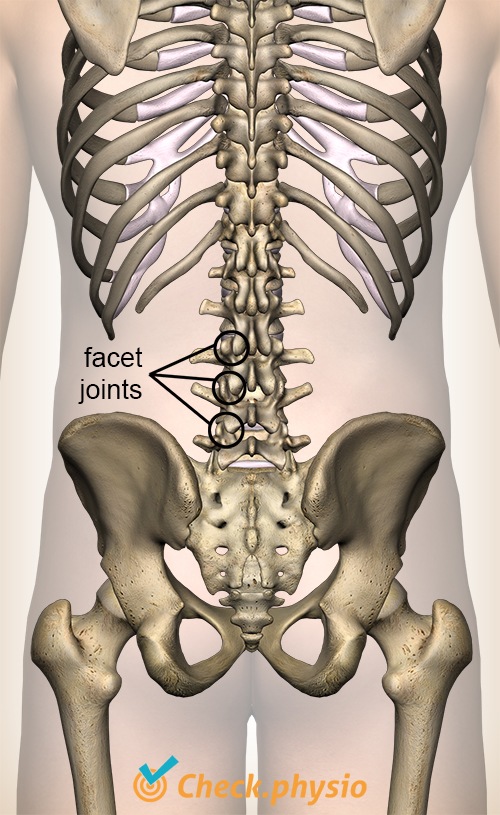 back facet joint