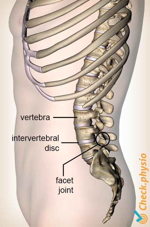 back facet joint intervertebral disc vertebra lateral side view