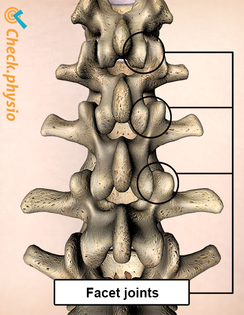 back facet joint posterior view