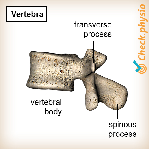 back vertebra anatomy vertebral body transverse spinous process