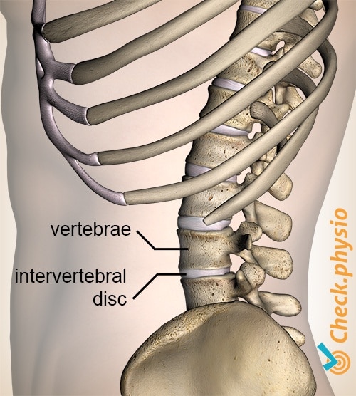 Non-Specific Lower Back Pain - Move Forward Physiotherapy