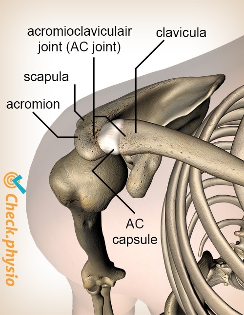 shoulder acromioclavicular AC joint ligament top