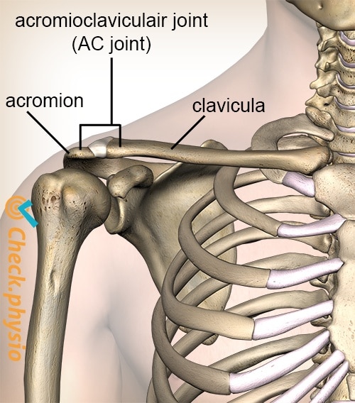 shoulder acromioclavicular AC joint ligament front