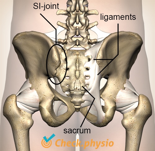 https://www.physiocheck.ca/images/artikelen/23/pelvis-posterior-view-capsules-SI-joint-ligaments.jpg