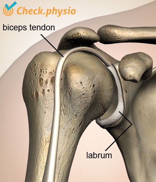 shoulder labrum biceps tendon