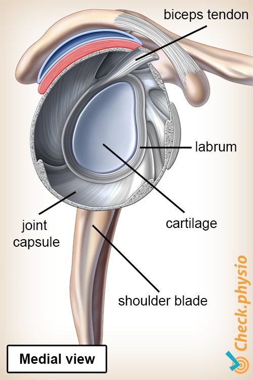 shoulder labrum joint lateral side view