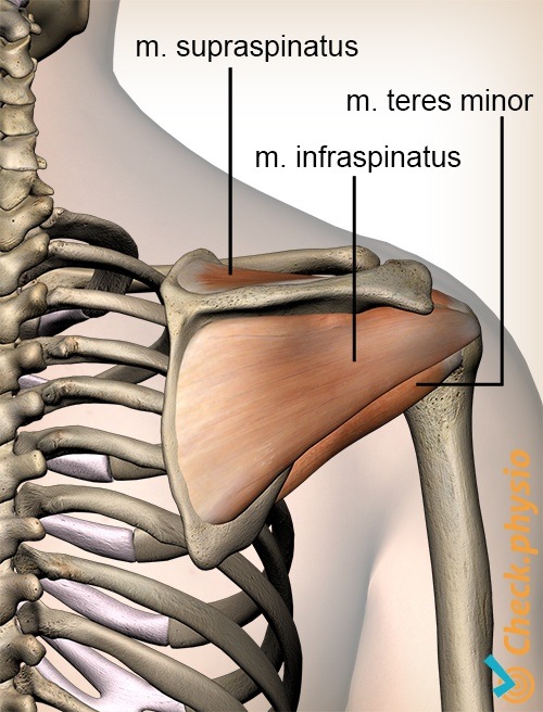 shoulder rotator cuff muscles back supraspinatus infraspinatus teres minor