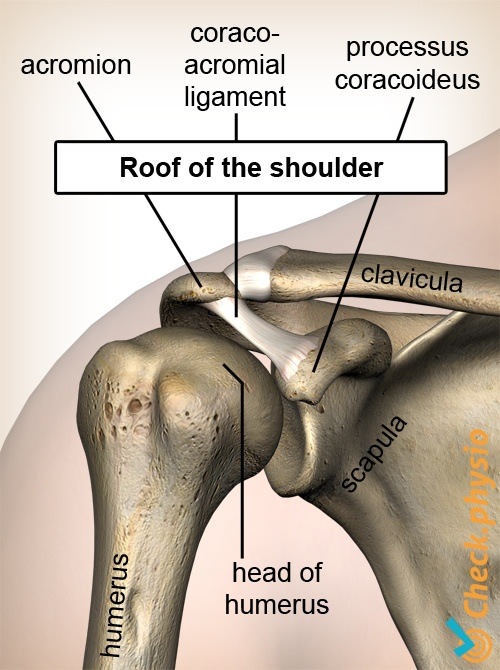 shoulder roof coracoid process coracoacromial ligament humeral head