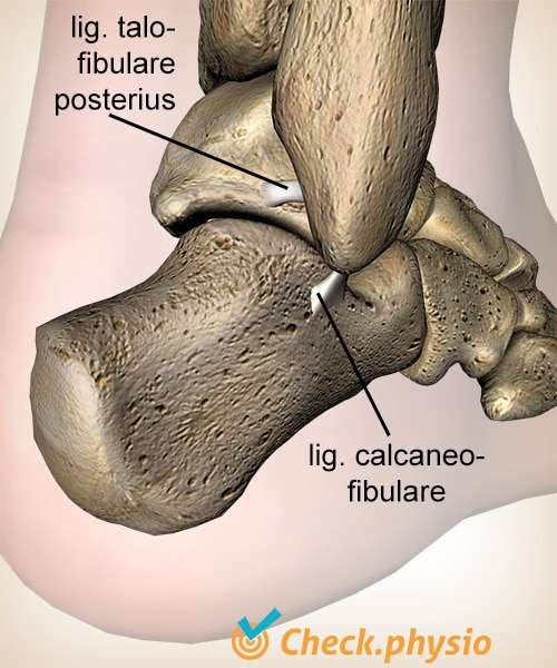 Lateral ankle ligament injury