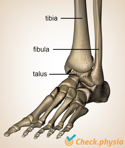foot ankle ventral tibia shinbone fibula