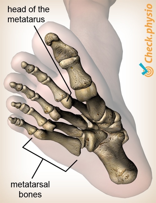 foot metatarsals head anatomy view below