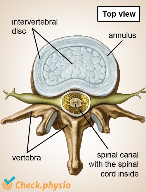 spine spinal column vertebra top view intervertebral disc nerves