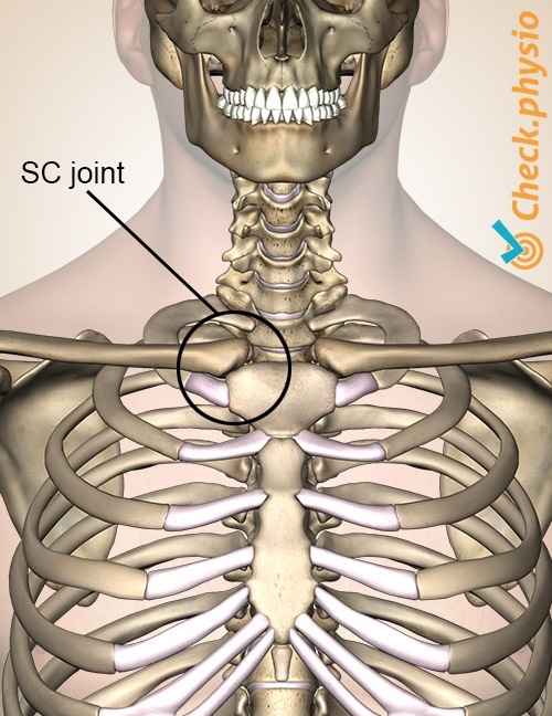 chest sternum clavicula collar bone SC joint