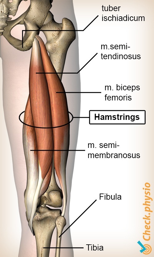 upper leg thigh hamstring hamstrings semimembranosis biceps femoris semitendinosus ischiadic tubercle