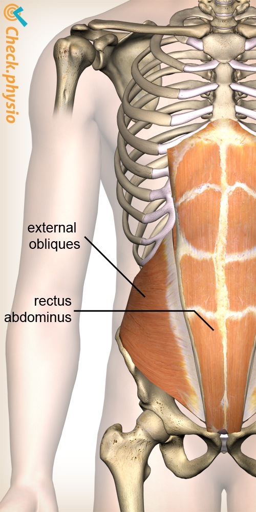 abdomen oblique abdomen muscle straight abdomen muscle anatomy