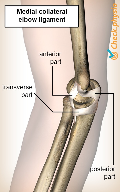 Medial collateral ligament injury elbow