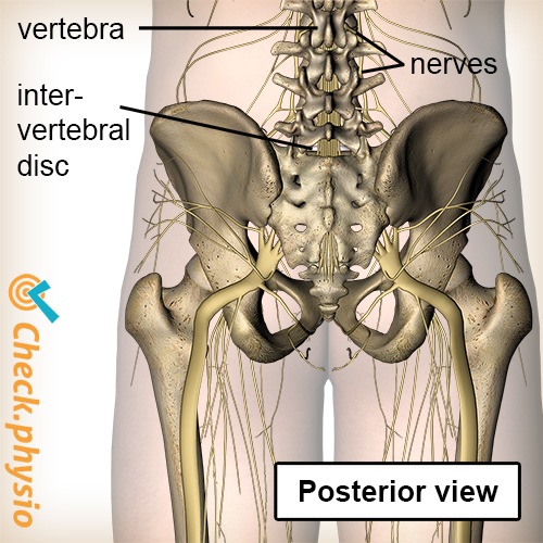 spine spinal column exiting nerve vertebra intervertebral disc posterior view
