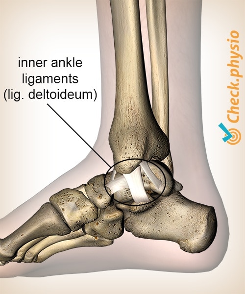 deltoid ligament ankle sprain