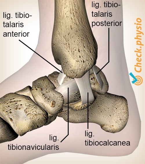 ankle deltoid anterior posterior tibiotalar tibiocalcaneal tibionavicular ligament