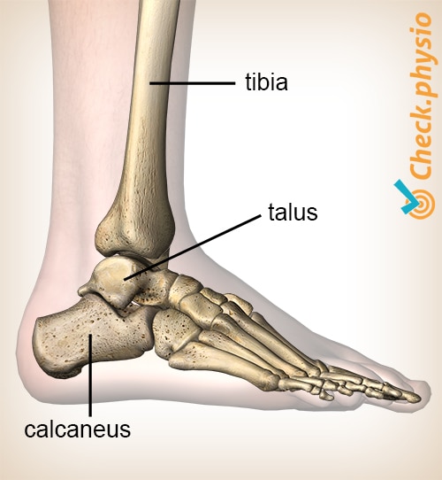 Posterior ankle impingement | Physio Check