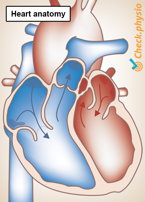 heart anatomy left right ventricle atrium valve artery vein