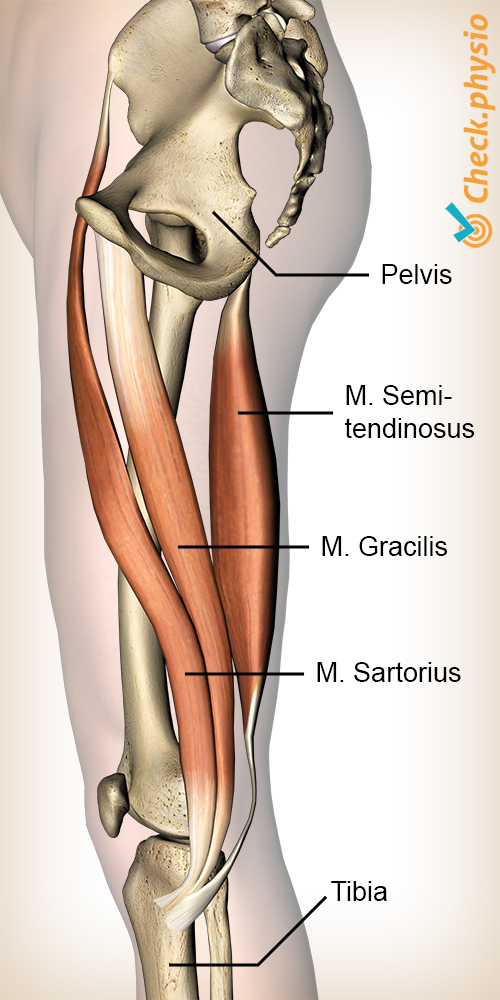 afbeelding_alt_knie-pes-anserinus-musculus-sartorius-gracilis-semitendinosus-spieren-ganzenpoot