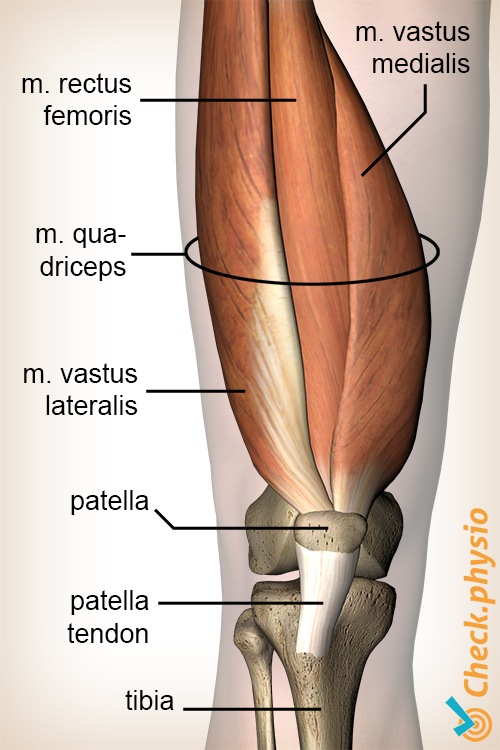afbeelding_alt_knie-quadriceps-spier-rectus-femoris-vastus-lateralis-medialis-anatomie