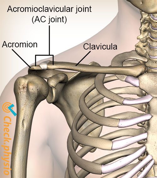 shoulder acromioclavicular AC joint ligament front