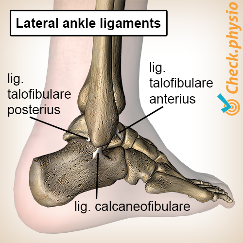 foot ankle lateral ankle ligaments